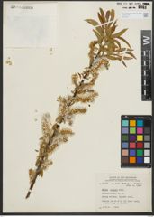 Foto von Salix rigida Muhl.
